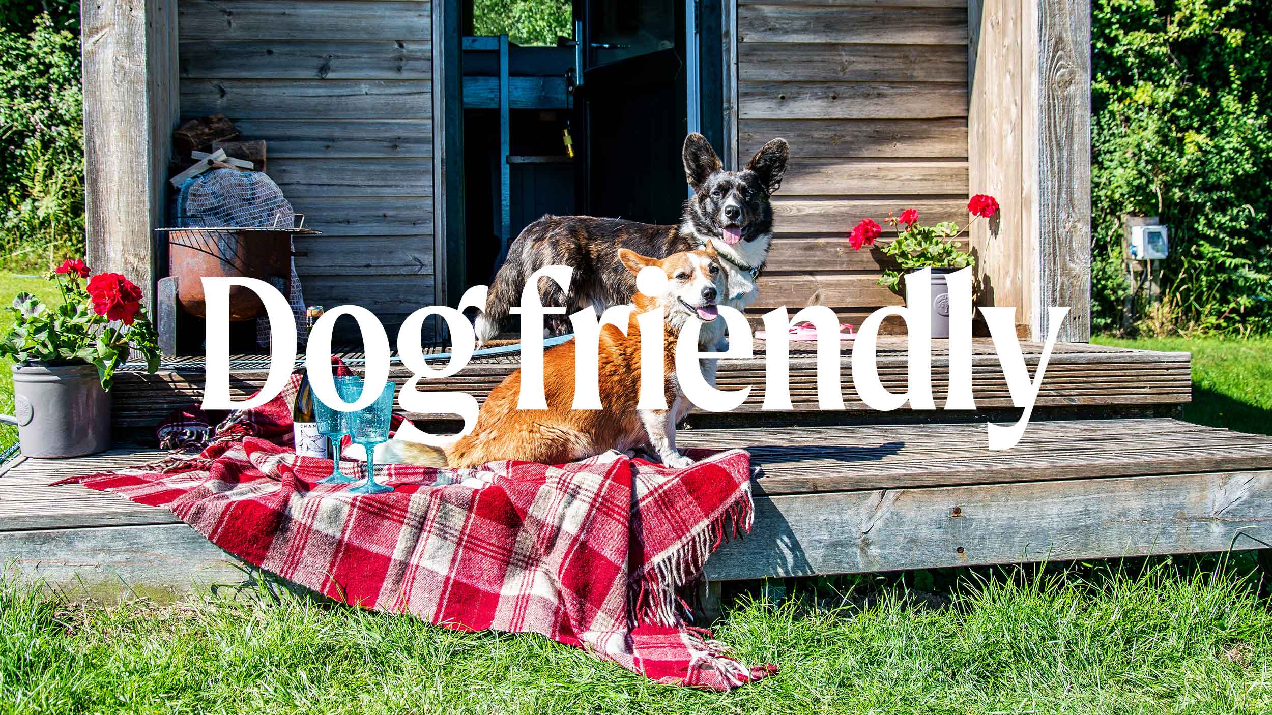 Dog friendly graphic